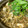 低カロ探検隊's cooksnap of when they made 牡蠣とほうれん草の味噌仕立て.