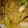 クックLPYJM1☆'s cooksnap of when they made 簡単☆和風たらこスパゲティ.