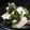 nya314's cooksnap of when they made 小松菜肉豆腐.