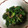 KimiキラMiku's cooksnap of when they made 基本の和食：ほうれん草の胡麻和え.