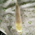Jyohana's cooksnap of when they made しなしなにならない！大根の保存方法.