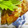chako106HM's cooksnap of when they made すずきの白味噌焼き.