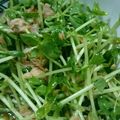 極上かるび's cooksnap of when they made 豆苗とツナのサラダ.
