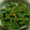 ☆ひぃひぃ☆'s cooksnap of when they made いんげんの胡麻和え.