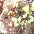 Koidorobo's cooksnap of when they made 豆腐でチョコプリン風…まぜるだけ….