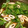 ☆こまっと☆'s cooksnap of when they made 小松菜とちくわの煮浸し.