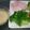 kyan_a's cooksnap of when they made ブロッコリーのレンジ茹で.