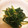 miopiy's cooksnap of when they made ほうれん草の胡麻和え.