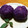 クックW2V36T☆'s cooksnap of when they made 紫いもとりんごのきんとん（さつま芋でも）.