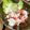 クックM96XDX☆'s cooksnap of when they made ヨーグルトで☆シーザードレッシング.