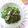 メルティローズ's cooksnap of when they made 椎茸入り【大根葉炒め】.