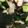 クックXJZR7R☆'s cooksnap of when they made ☆ぶつ切りタコとポリポリきゅうりの酢の物.