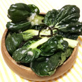 ふらっふぃ's cooksnap of when they made あと一品に！タアサイの浅漬け.