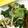 あまいこびと's cooksnap of when they made ほうれん草のさっぱりおひたし.