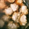 チャンアキ's cooksnap of when they made 人気NO.1！我が家の肉だんご♡.