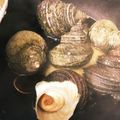 クックPIHA91☆'s cooksnap of when they made 食べやすい！！サザエの甘辛煮.