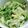 クレマチス３３'s cooksnap of when they made 白菜と豆苗のナムル.