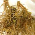 ルチオ's cooksnap of when they made BEST3入り感謝♪せり根のサクサク揚げ.