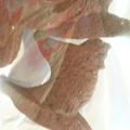 クック0HUW1U☆'s cooksnap of when they made 卵 牛乳 バター 不使用 ココアクッキー.