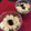 テルルだもん's cooksnap of when they made 黒豆の煮汁リメイク 和風ミルクプリン.
