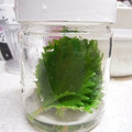 cranberry-kitchen.'s cooksnap of when they made 長持ちする大葉の保存方法.