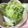 yurippii's cooksnap of when they made 生姜でピリッと、白菜の浅漬け.
