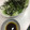 キャップとラム's cooksnap of when they made 水菜 と 大根のサラダ☆.
