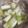 ちゃろみん's cooksnap of when they made 豚バラ肉で、スタンディングねぎ鍋.
