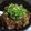 気まぐれシェフの休日's cooksnap of when they made 帯広名物！豚丼の作り方.