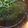 amileamila's cooksnap of when they made 簡単速い！とろろ昆布のお吸い物.