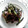 まっこりこりん's cooksnap of when they made つるむらさきと豚肉のオイスターソース炒め.