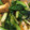 クックRJJ7XY☆'s cooksnap of when they made ターツァイと生揚げの炒め物.