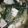 クックOYTSP1☆'s cooksnap of when they made 冬の定番！ウチのタラかやき♪.