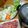 ダビデンコ's cooksnap of when they made 豆乳鍋　豚しゃぶ.