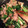 クック3DDZ39☆'s cooksnap of when they made 青菜と豚肉のオイスターソース炒め.