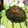 Cookじゃす's cooksnap of when they made 柚子こしょう梅つゆよもぎうどん.