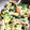 ＊まりり＊'s cooksnap of when they made 白菜とほうれん草の和風マヨ和え.