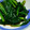 くろねこ49's cooksnap of when they made ほうれん草のお浸し　簡単！美味しい！.