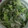ma___111's cooksnap of when they made 水菜としらすの焼き飯.