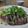 ダイナマイト漆黒's cooksnap of when they made 鰹のタタキ☆たっぷり薬味で～♪.