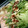 mai10200's cooksnap of when they made 鶏皮でもつ鍋♬もつ鍋と水炊きのWの美味さ.