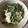 みどりんm707m's cooksnap of when they made 水菜 大量消費 りんごサラダ.