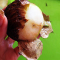 yanagamo's cooksnap of when they made 炊飯器で♪お節に欠かせない簡単里芋の処理.