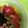 わたるんママ's cooksnap of when they made パプリカのきんぴら.