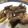 つの子's cooksnap of when they made なすと豚バラのウスターソース炒め.