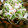 低カロ探検隊's cooksnap of when they made かまぼことカイワレのわさび醤油マヨ.