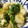 低カロ探検隊's cooksnap of when they made 麩とほうれん草の卵とじ.