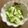 ☆Rokko☆'s cooksnap of when they made キャベツの昆布蒸し.