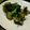 さぁ★たぁ★'s cooksnap of when they made 子供向け、ブロッコリーのフリッター風.