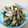 ゆうママぁ♬'s cooksnap of when they made ふき 簡単♪塩と塩昆布♡漬物？あえ物？.